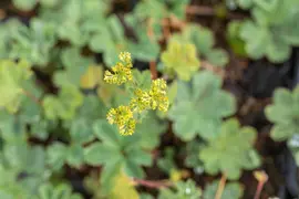Alchemilla Erythropoda (Vrouwenmantel) - afbeelding 8