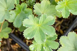 Alchemilla Erythropoda (Vrouwenmantel) - afbeelding 9