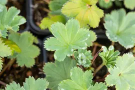 Alchemilla Erythropoda (Vrouwenmantel) - afbeelding 10