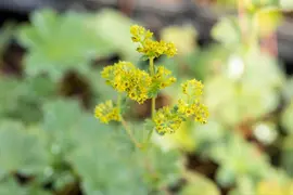 Alchemilla Erythropoda (Vrouwenmantel) - afbeelding 12