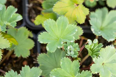 Alchemilla erythropoda (Vrouwenmantel) - afbeelding 8