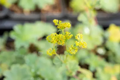 Alchemilla erythropoda (Vrouwenmantel) - afbeelding 9