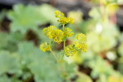 Alchemilla erythropoda (Vrouwenmantel) - afbeelding 10