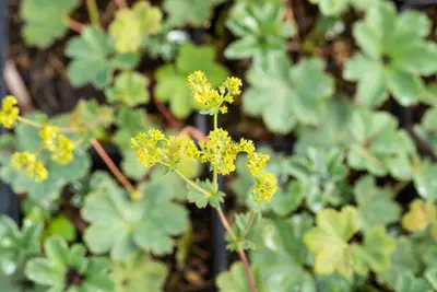 Alchemilla erythropoda (Vrouwenmantel) - afbeelding 12
