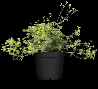 Alchemilla Erythropoda (Vrouwenmantel) - afbeelding 4