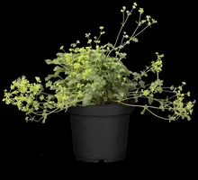 Alchemilla Erythropoda (Vrouwenmantel) - afbeelding 4