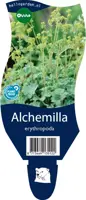 Alchemilla erythropoda (Vrouwenmantel) - afbeelding 1