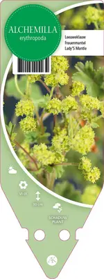 Alchemilla Erythropoda (Vrouwenmantel) - afbeelding 1
