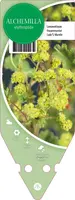 Alchemilla Erythropoda (Vrouwenmantel) - afbeelding 1