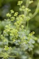 Alchemilla Erythropoda (Vrouwenmantel) - afbeelding 5