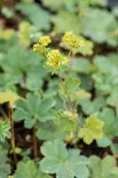 Alchemilla Erythropoda (Vrouwenmantel) - afbeelding 13