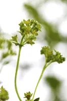 Alchemilla erythropoda (Vrouwenmantel) - afbeelding 4