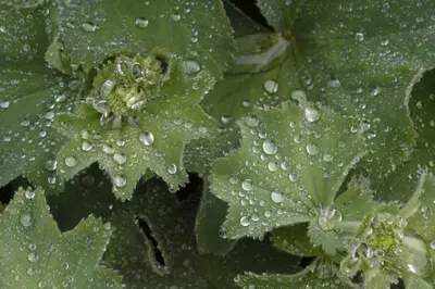 Alchemilla mollis (Vrouwenmantel) - afbeelding 11