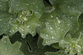 Alchemilla mollis (Vrouwenmantel) - afbeelding 11