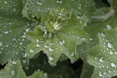 Alchemilla mollis (Vrouwenmantel) - afbeelding 13