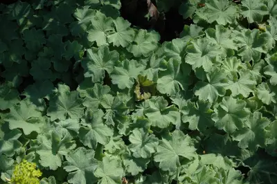 Alchemilla Mollis (Vrouwenmantel) - afbeelding 11