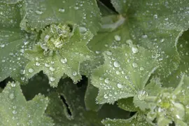 Alchemilla Mollis (Vrouwenmantel) - afbeelding 13