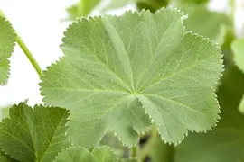 Alchemilla mollis (Vrouwenmantel) - afbeelding 4