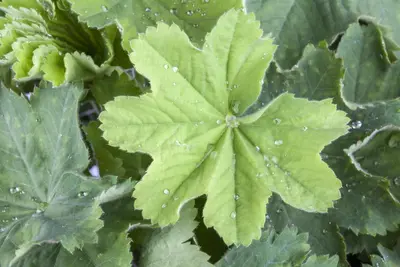 Alchemilla mollis (Vrouwenmantel) - afbeelding 8