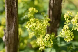 Alchemilla mollis (Vrouwenmantel) - afbeelding 14