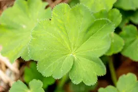 Alchemilla mollis (Vrouwenmantel) - afbeelding 16