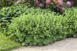Alchemilla Mollis (Vrouwenmantel) - afbeelding 4