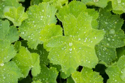 Alchemilla Mollis (Vrouwenmantel) - afbeelding 16