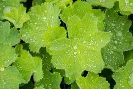 Alchemilla Mollis (Vrouwenmantel) - afbeelding 16