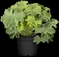 Alchemilla mollis (Vrouwenmantel) - afbeelding 7