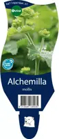 Alchemilla mollis (Vrouwenmantel) - afbeelding 1