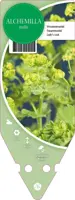 Alchemilla Mollis (Vrouwenmantel) - afbeelding 1