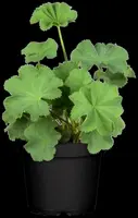 Alchemilla mollis (Vrouwenmantel) - afbeelding 5