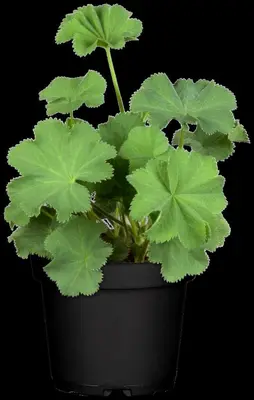 Alchemilla Mollis (Vrouwenmantel) - afbeelding 6