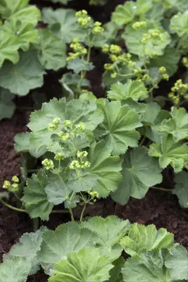 Alchemilla mollis (Vrouwenmantel) - afbeelding 2