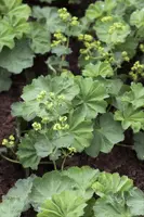 Alchemilla mollis (Vrouwenmantel) - afbeelding 2