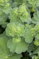 Alchemilla mollis (Vrouwenmantel) - afbeelding 9