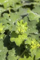 Alchemilla Mollis (Vrouwenmantel) - afbeelding 7