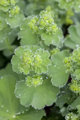 Alchemilla Mollis (Vrouwenmantel) - afbeelding 10