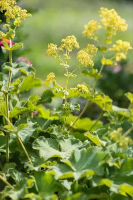 Alchemilla Mollis (Vrouwenmantel) - afbeelding 18