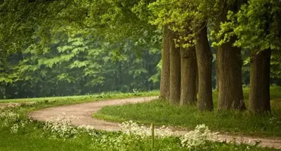 Alexsar Art tuinschilderij bomenpad 30x0cm 