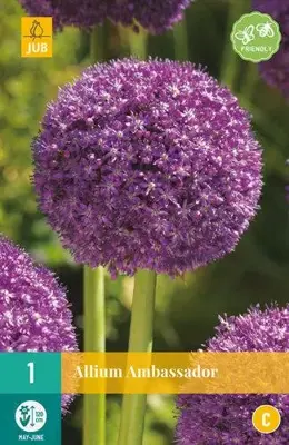 Allium Ambassador 1 allium bollen - afbeelding 1