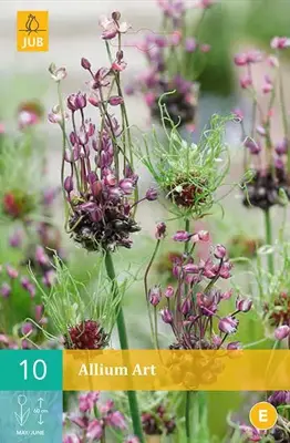 Allium Art 10 allium bollen - afbeelding 1