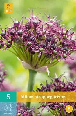 Allium atropurpureum 5 allium bollen - afbeelding 1