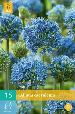Allium caeruleum 15 allium bollen - afbeelding 1
