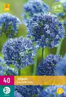Allium caeruleum 40 bloembollen - afbeelding 2