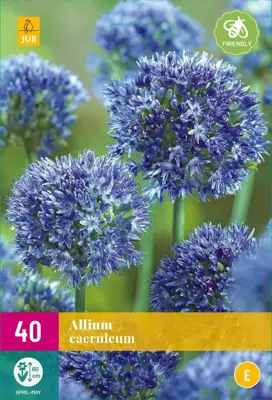 Allium caeruleum 40 bloembollen - afbeelding 1