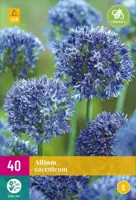Allium caeruleum 40 bloembollen - afbeelding 1