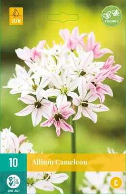 Allium Cameleon 10 allium bollen - afbeelding 1