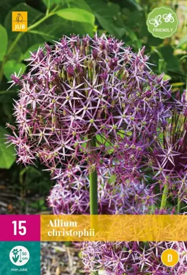 Allium christophii 15 allium bollen - afbeelding 1