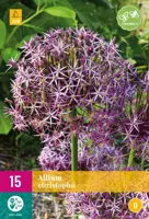 Allium christophii 15 allium bollen - afbeelding 1